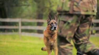 bekçi ile polis köpeği eğitim zemin üstünde kira kontratı yürür