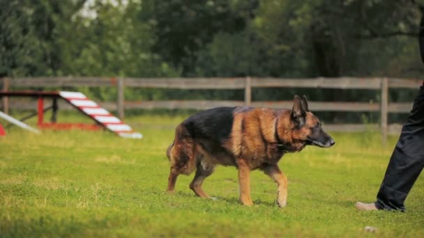 De medewerker van het bedrijf van de veiligheid treinen schaap-hond op trainingskamp — Stockvideo