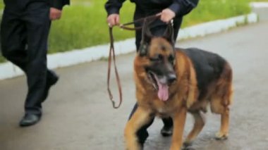 çoban köpeği polis devriye park sınırları yardımcı olur.