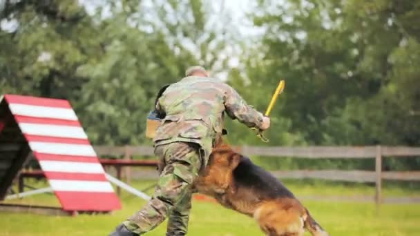 Muž ve vojenské uniformě napadeni ovčácký pes — Stock video