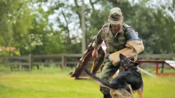 Perro de oveja ataca al hombre con palo en el sitio de entrenamiento — Vídeo de stock