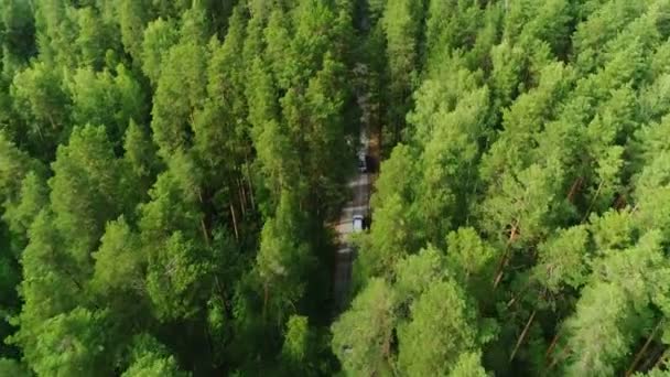 Flight close above spruce tops showing traffic road on sunny day — Stock Footage Flight close above spruce tops showing traffic road on sunny day Royalty Free Stock Video