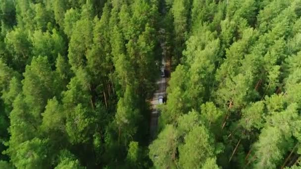 Volo vicino sopra cime di abete rosso che mostra la strada del traffico nella giornata di sole — Video Stock