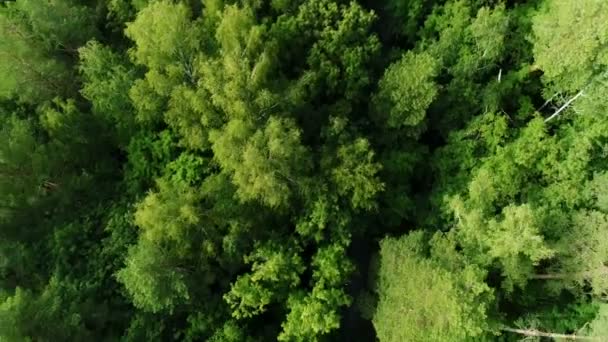 Aerial camera follows driving minivans along road in tall thick forest — Stock Video