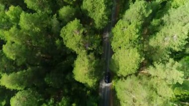 parlak orman ağacı üstleri güneş ışığı ve koyu tonları ile yalnız araba yaktı