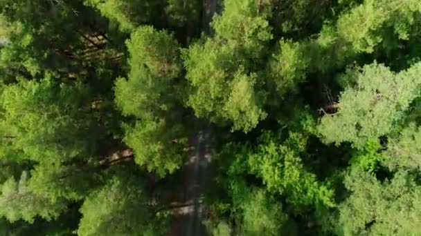 Bird eye flight above tree tops showing road hidden in forest darkness — Stock Video