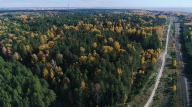 derin herdem yeşil çam ve sarı birches sonbahar günü, ormandaki yakınındaki boş parça güzel üst görünümü