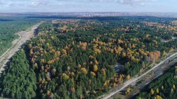 Asombroso Panorama Aéreo Abedul Otoño Bosques Pinos Bajo Cielo Azul — Vídeos de Stock