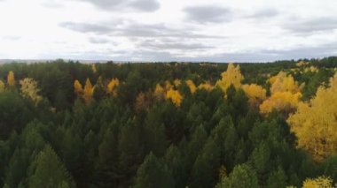 altın ve yeşil orman ile yukarıda harika hava hareket sonbahar günü bulutlu gökyüzü altında kare zemin site temizleyin