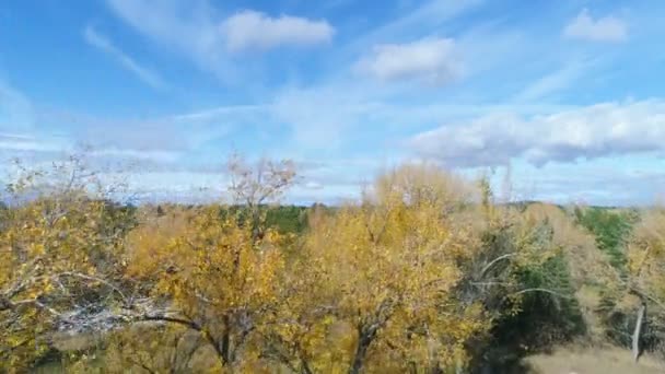 Hermosa Vista Superior Abedul Amarillo Madera Pino Contra Cielo Azul — Vídeo de stock