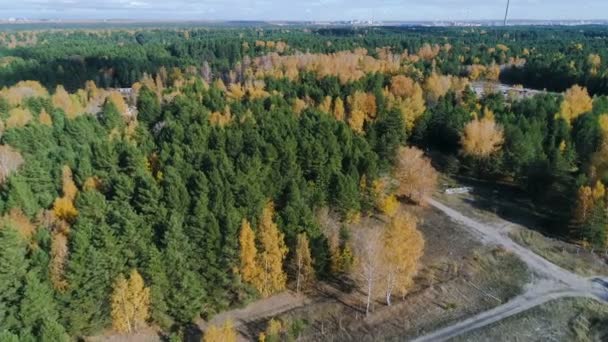 Fantástica Vista Aérea Abedules Dorados Árboles Siempreverdes Bosque Pista Por — Vídeos de Stock