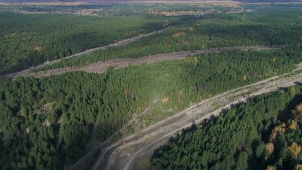 広い常緑樹や長い空のトラックによって交差の森で黄金白樺上空中モーション — ストック動画