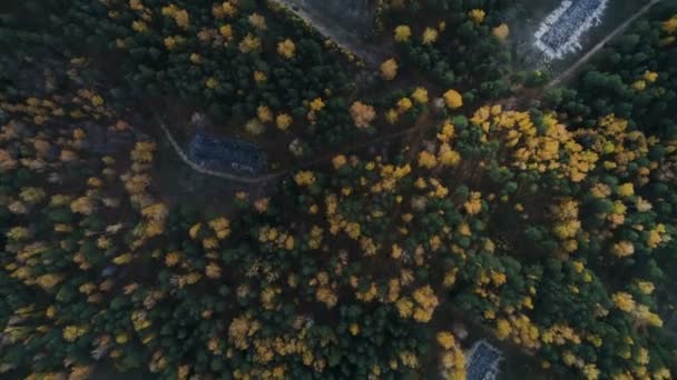 Fantástica Vista Superior Madera Amarilla Verde Con Cenizas Mañana Otoño — Vídeos de Stock