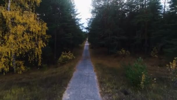 Cámara se eleva sobre el camino viejo a través de madera de pino y abedul amarillo — Vídeo de stock