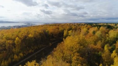 havadan görünümü huş ağacı ve çam ahşap sonbahar sessiz göle karşı