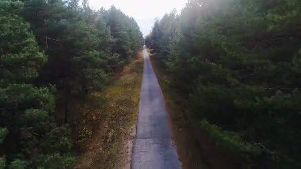 Movimento aéreo sobre a pista entre pinheiros altos e bétulas de ouro — Vídeo de Stock