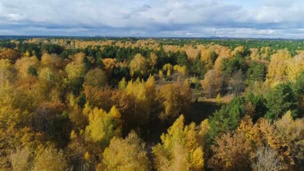 Άνω άποψη φθινόπωρο χρυσό σημύδες και πευκοδάση δάσος κάτω από το γκρίζο ουρανό — Αρχείο Βίντεο