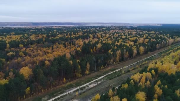 Panorama gammal skog genomkorsas av lång väg under himmel under hösten — Stockvideo