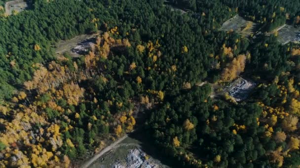 Vista aérea bosque de pino y abedul otoñal con sitios de cenizas — Vídeos de Stock