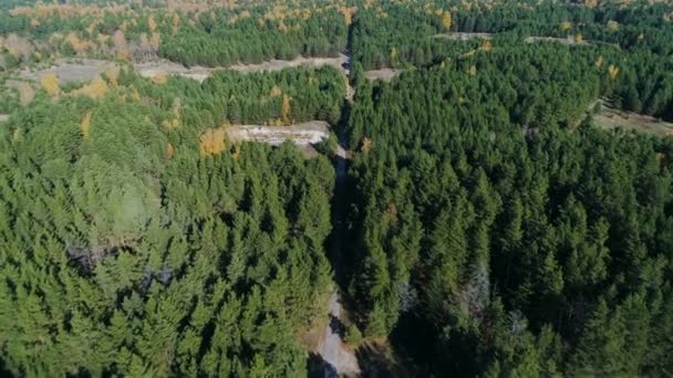 Pinèdes et bouleaux supérieurs avec cendres et trous sur les clairières — Video