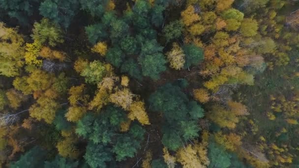 Camera rotates over autumn wood with glades and ashes — Stock Video