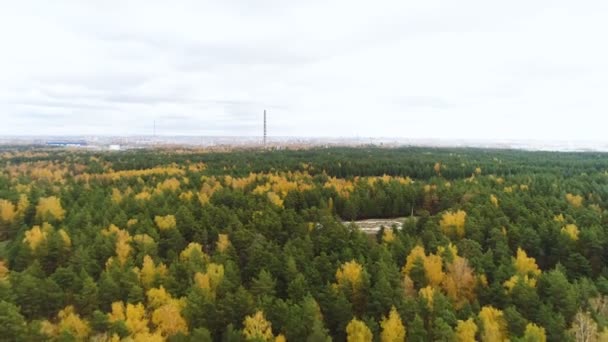Letecký pohyb nad zlato zelené dřevo s popelem ráno — Stock video
