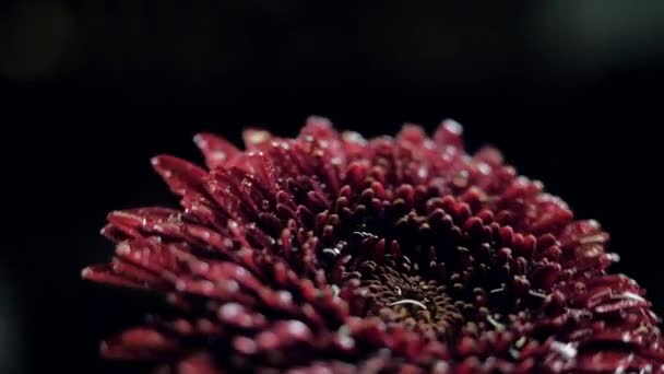 Closeup κρασί κόκκινο λουλούδι με σταγόνες σε πέταλα στροφές στο φως — Αρχείο Βίντεο