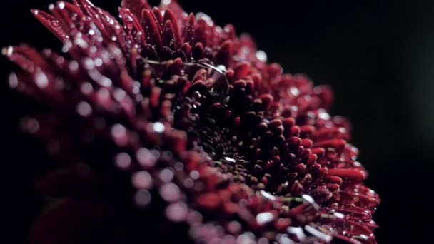 Vista lateral próxima vazamentos de água ao longo de pétalas de flores vermelhas escuras — Vídeo de Stock