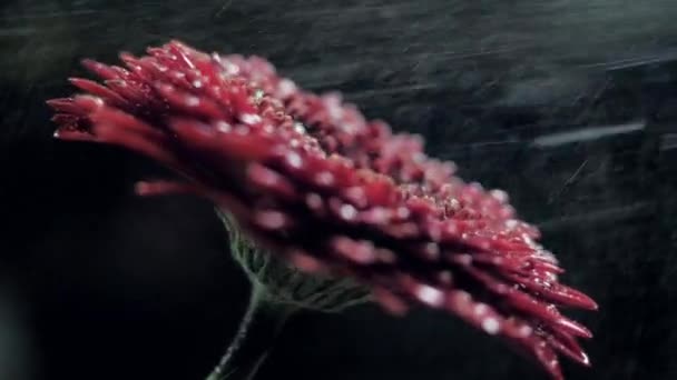 Close view red chrysanthemum turns under drops shower — Stock Video