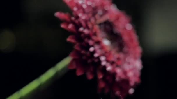 Close view shaken red chrysanthemum and water drops — Stock Video