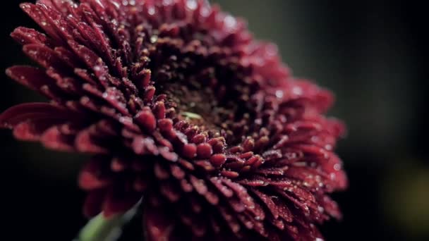 Closeup rode bloem met bruisend waterdruppels op de bloemblaadjes — Stockvideo