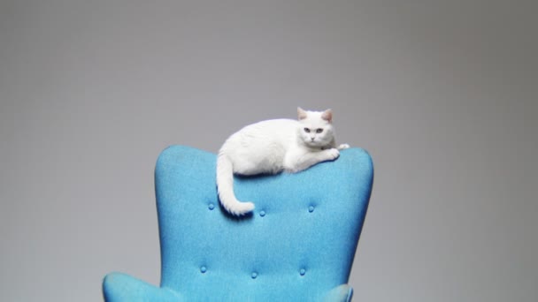 Mozgás aranyos fehér macska ül a háttámla a kék szék — Stock videók