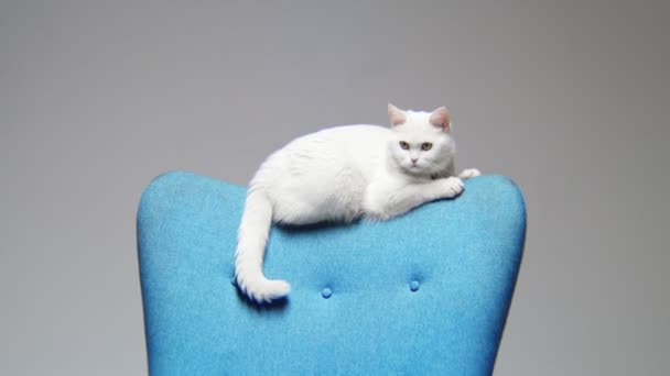 Biały kot siedzi i macha ogonem na niebieskim oparciu fotela — Wideo stockowe
