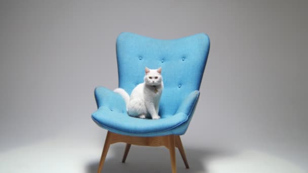 Κίνηση στην πολυθρόνα με καθιστή χνουδωτή γάτα στο φωτεινό δωμάτιο — Αρχείο Βίντεο
