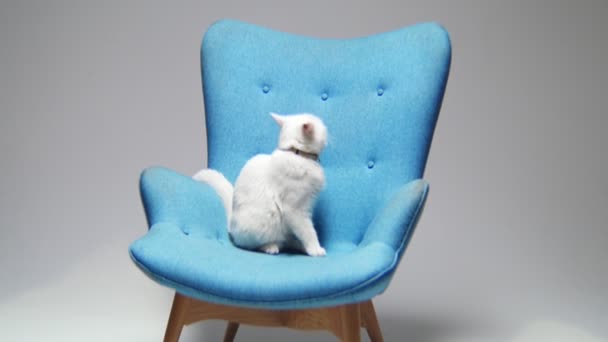 Kot skacze na oparcie stylowego fotela pod szarą ścianą — Wideo stockowe