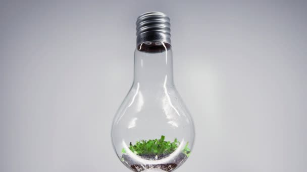 Rostliny vyrůstat uvnitř průhledné světelné žárovky — Stock video