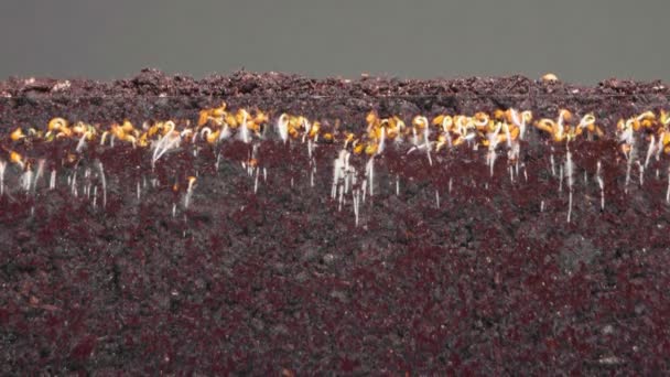 Plantas verdes crescem a partir de sementes em solo fértil timelapse — Vídeo de Stock