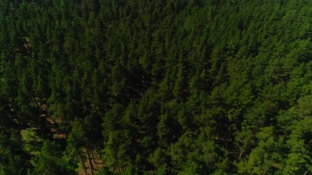 Alte Kiefernwälder bedecken Ebene Tal gegen Fluss Luftaufnahme — Stockvideo