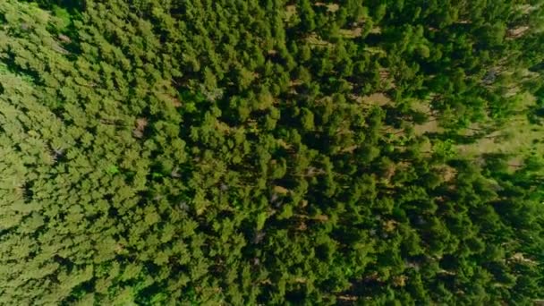 Las z sosnami i polana w słoneczny poranek widok z góry — Wideo stockowe