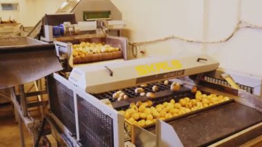Fabrika atölyesinde patates temizlemek için makine aracı sallanıyor
