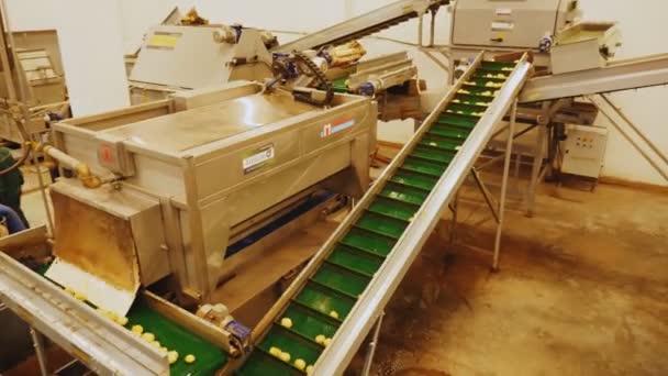 Produktionslinje transporterar ren potatis i verkstad — Stockvideo