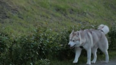 Komik kırmızı köpekli tasma alçak yeşil çalılar boyunca yürüyor.
