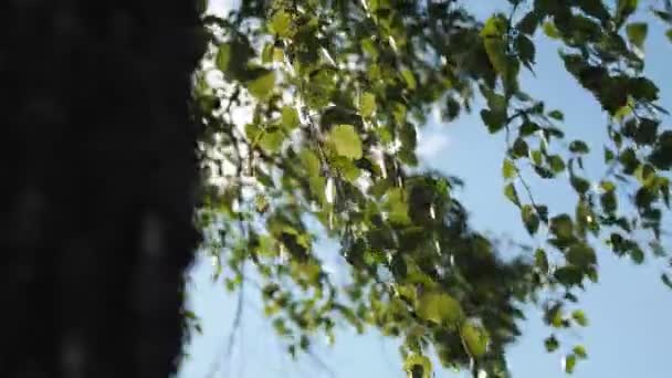 Березові гілки махають вітром на блакитне небо і сонячне світло — стокове відео