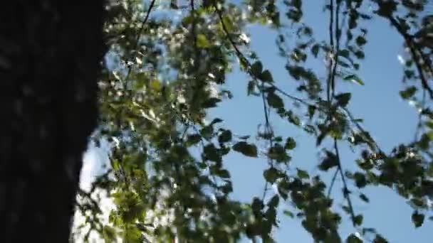 Berk takken met bladeren golvend door de wind tegen de blauwe lucht — Stockvideo