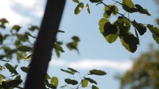 Árvore jovem com ramos verdes ondulados pelo vento no parque de primavera — Vídeo de Stock