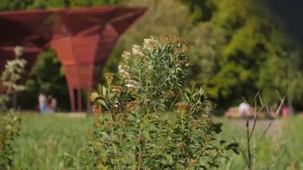 Junger Spirea-Strauch mit Blumen gegen verschwommene Laube im Park — Stockvideo