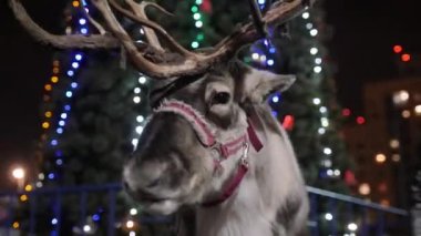 Noel ağacının yanında peri ışıklarıyla koşumlu ren geyiği.