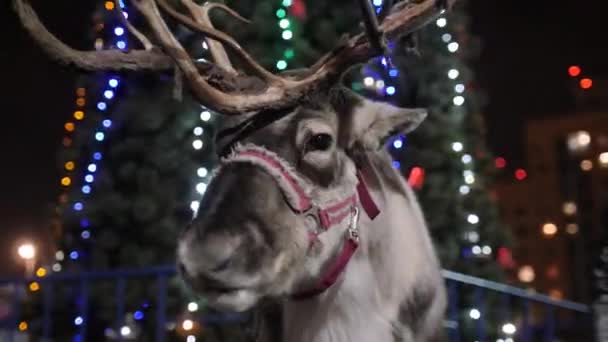 Caribú con arnés cerca del árbol de Navidad con luces de hadas — Vídeos de Stock