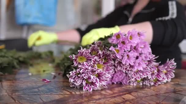 Kvinne lager bukett med lilla krysantemumblomster – stockvideo