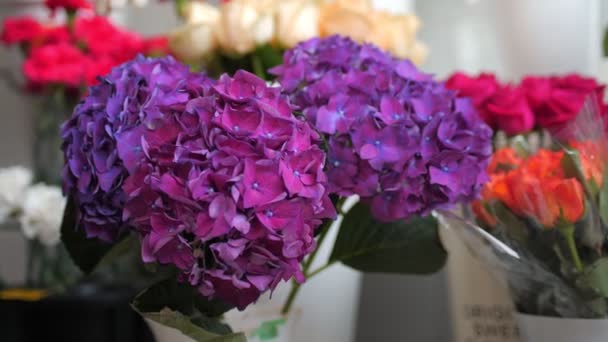 Försäljare tar färska lila hortensia blommor från vas — Stockvideo